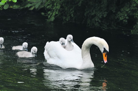 Mute Swan and her cygnets, Cygnus olor, Eala bhalbh - courtesy of John Breen