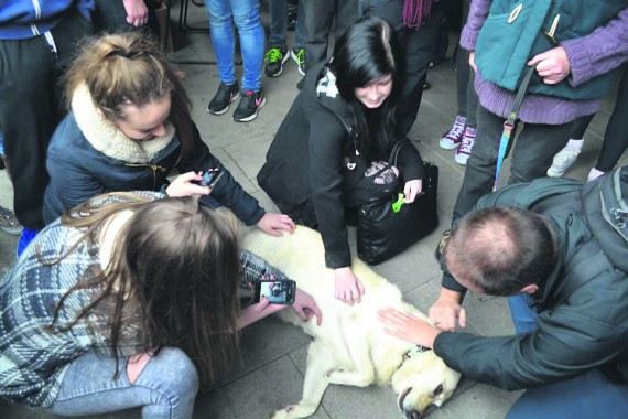 Students gather around one of the puppies from Limerick Animal Welfare for UL Animal Welfare Society’s SoUL Arts Fest event